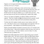 Elephant Report Writing Intended For Report Writing Template Ks1