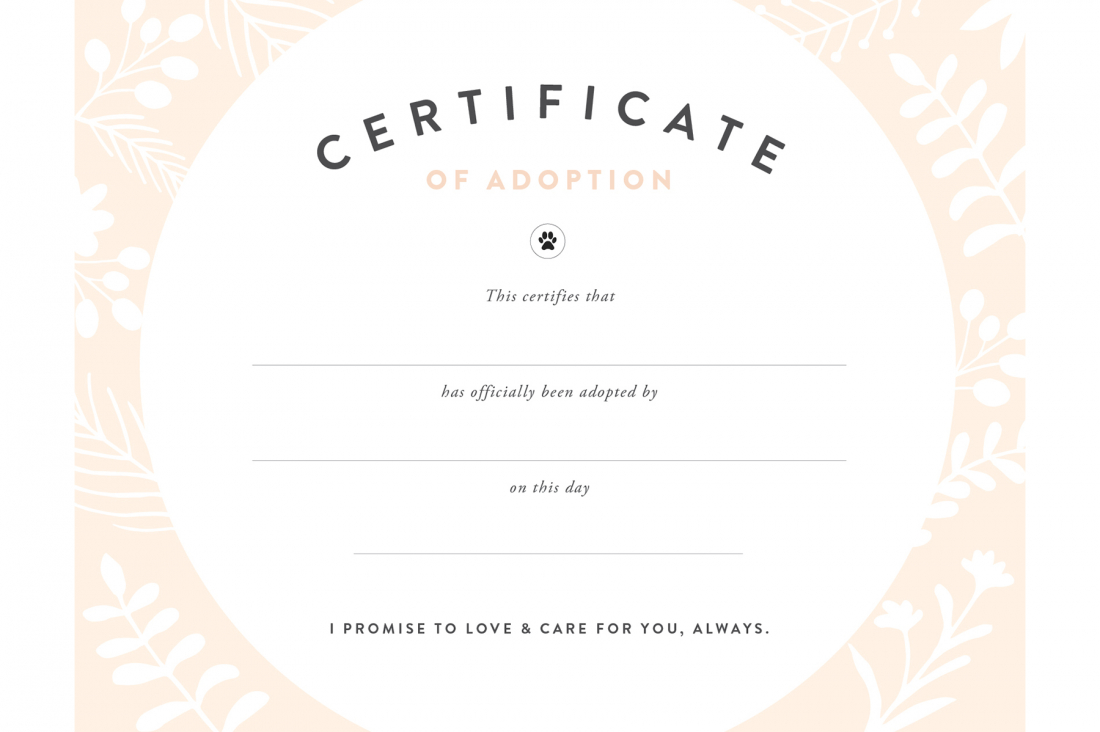 Fan Printable Adoption Certificate | Graham Website Throughout Blank Adoption Certificate Template