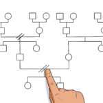 How To Make A Genogram: 14 Steps (With Pictures) – Wikihow Regarding Genogram Template For Word